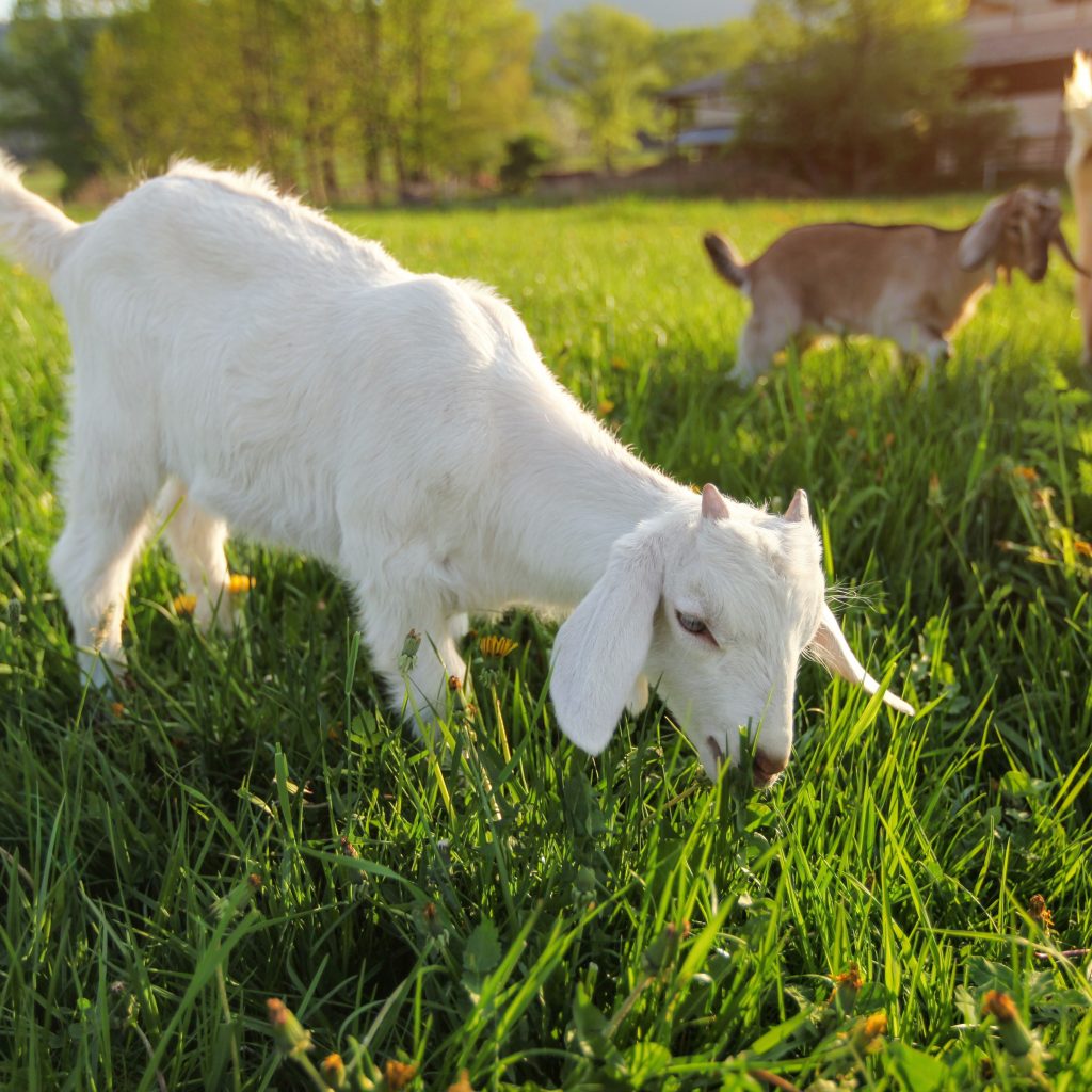 small-white-goat
